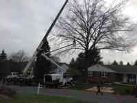 Removal of a Pin Oak tree.